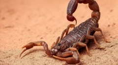 Ce animale au sânge albastru?